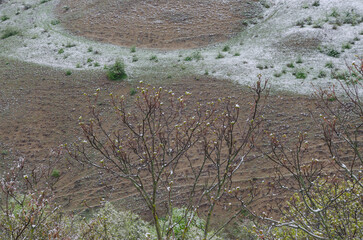 In the mountains, snow fell on trees with green foliage and grass