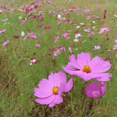 日本で秋にコスモスがピンク色の花を咲かせています