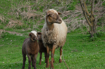 Sheep and lamb walking on the paddock in summer