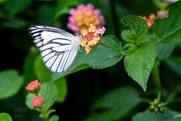 White Butterfly Perched on Orange Lantana Flower in a Lush Green Garden Setting