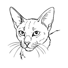 Hand-Drawn Sketch of an Abyssinian Cat with Expressive Features for Animal Art Prints, Pet Blogs, Illustration Projects, and Cat Lover Merchandise