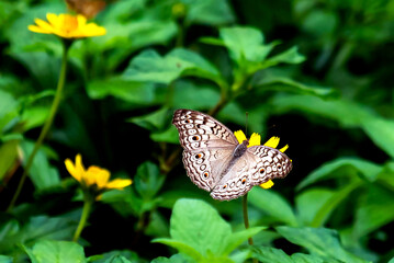 Butterfly On Yellow Flower In Green Garden, Vibrant Colorful Nature Scene With Pollinator