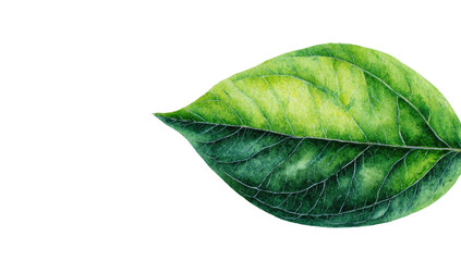 Fototapeta premium Close-up of a detailed leaf, showcasing vibrant green and yellow hues against a black background