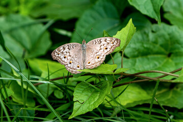 Butterfly On Yellow Flower In Green Garden, Vibrant Colorful Nature Scene With Pollinator