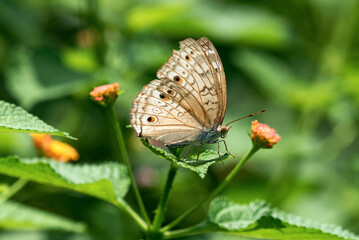 Butterfly On Yellow Flower In Green Garden, Vibrant Colorful Nature Scene With Pollinator