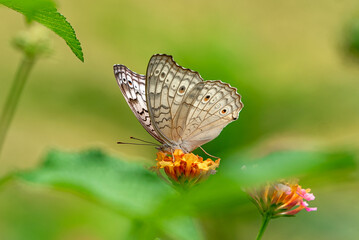 Butterfly On Yellow Flower In Green Garden, Vibrant Colorful Nature Scene With Pollinator