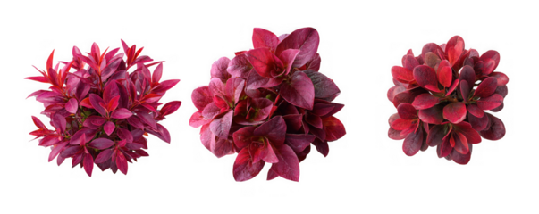Three bunches of deep red and burgundy ornamental plants with dense foliage, isolated on transparent background