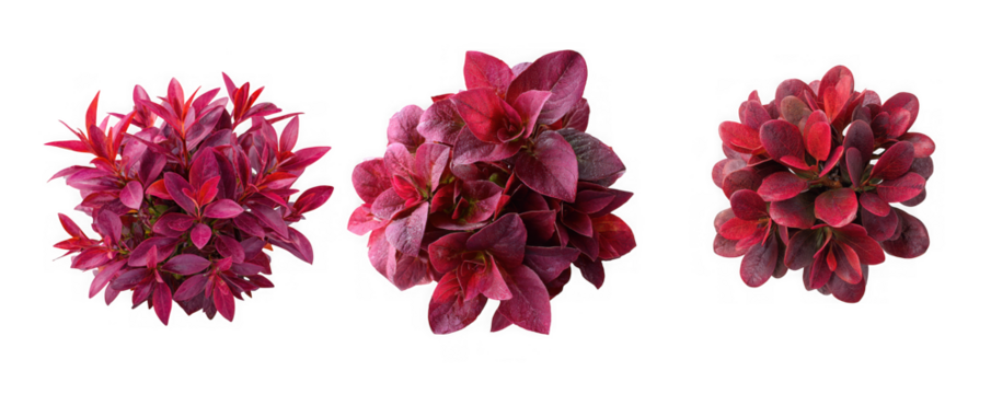 Three bunches of deep red and burgundy ornamental plants with dense foliage, isolated on transparent background