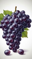 Fototapeta premium Luscious Bunch of Dark Grapes Still Life against plain white background