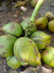 coconut on the tree