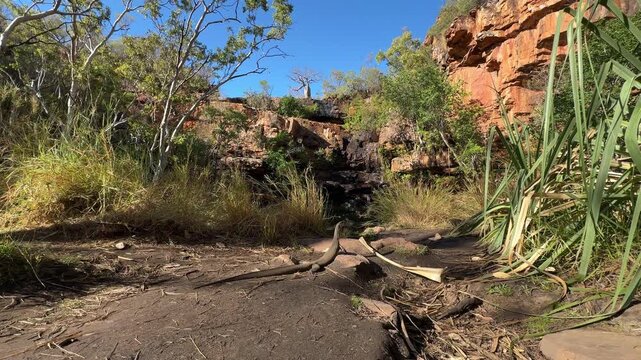 Goulds Waran, Varanus gouldii, in beautiful secluded Galvans gorge along the gibb river road in the kimberley region in the out back of western australia a popular travel destination.