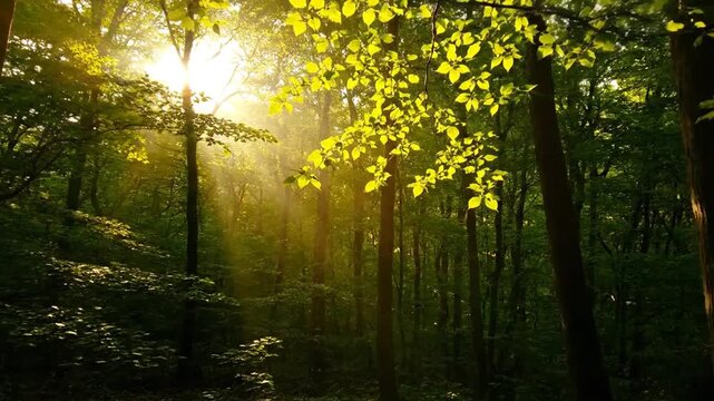 Sunbeams filter through lush green forest canopy onto a mossy slope