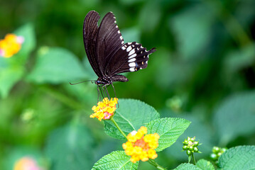 Delicate Black Butterfly on Vibrant Multi-Colored Flowers in Tranquil Garden