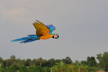 Colorful Blue and Gold Macaw parrot flying in the sky. Free flying bird