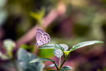Small Blue Butterfly Perched On Green Leaf In Soft Natural Light Outdoor Garden Macro