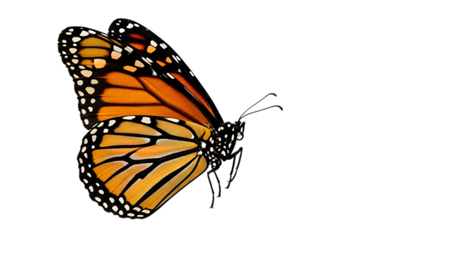 Close up of a monarch butterfly with orange and black wings against a black background space for text created with generated ai