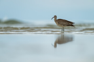 Whimbrel Standing in Shallow Coastal Water with Perfect Reflection