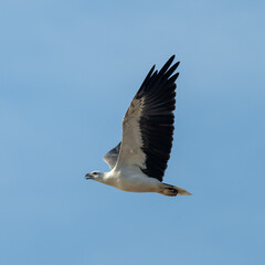 White-bellied Sea Eagle Soaring in Flight Against Clear Blue Sky