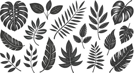 Set of Stylized Black and White Tropical Leaves and Foliage Silhouettes 
