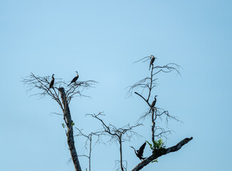 Group of Anhingas Roosting on Bare Tree Branches Against Blue Sky