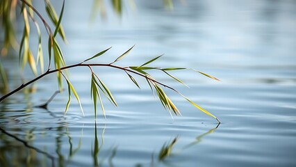 willow. A slender willow branch arching over calm water in morning light. gardening catalogs, home-decor guides, botanical posters, designed for home decor and floral branding, used by teachers.