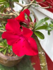 Fototapeta premium Vibrant Red Desert Rose in Bloom: A stunning close-up of a crimson desert rose flower in full bloom, showcasing its intricate petals and lush green foliage.