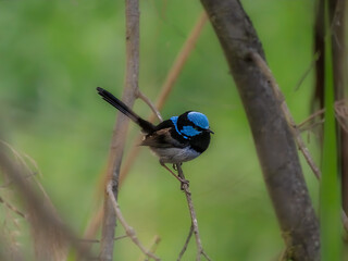 Bright Blue Fairy Wren Side On