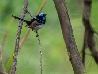  Male Blue Fairy Wren Head Up
