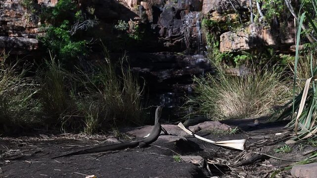 Goulds Waran, Varanus gouldii, in beautiful secluded Galvans gorge along the gibb river road in the kimberley region in the out back of western australia a popular travel destination.