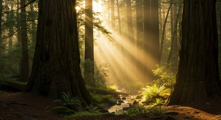 Fototapeta premium Sunlight streams through towering trees in a dense forest environment