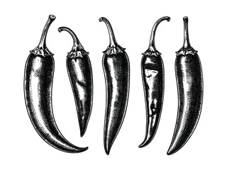 Vintage hand drawn chili peppers, botanical engraving style, isolated on white, perfect for culinary, packaging, retro menus, or spice-themed decor projects.