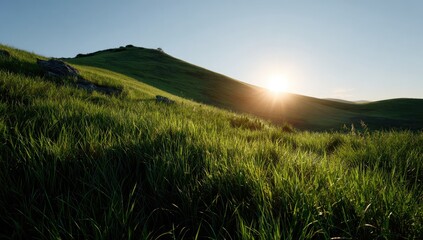 Sunny grassy hillside under a bright, clear sky