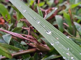morning dew on a grass