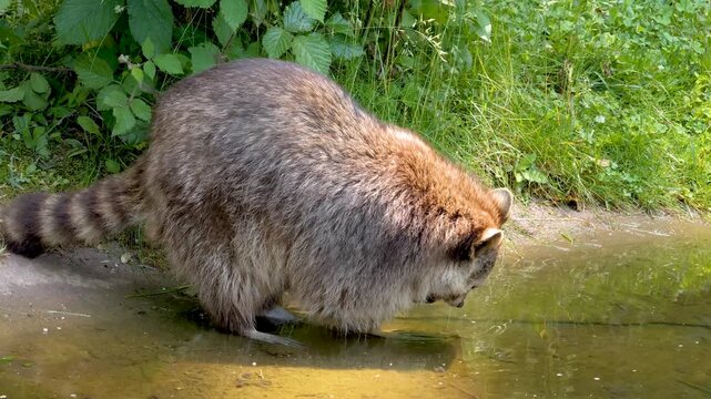 Close up of a raccoon beside a creek washing it self on a sunny springtime day