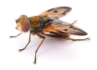 Macro of fly isolated on white background © olhastock