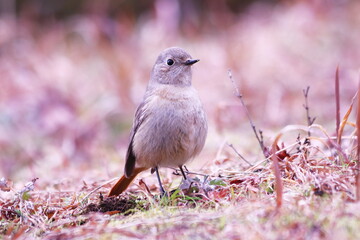 地面に降りた可愛いジョウビタキ
