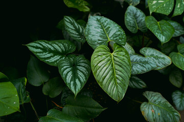close up of heart leaves Philodendron, showing its silvery pattern shining on big leaves, tropical...