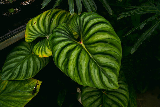 close up of heart leaves Philodendron, showing its silvery pattern shining on big leaves, tropical garden, dark foliage