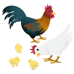 rooster-hen-and-baby-chicks-cartoon