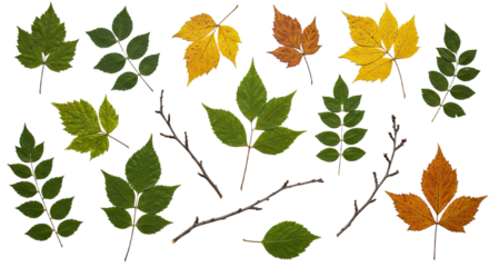 Collection of autumn leaves and bare twigs isolated on white background, perfect for seasonal designs and fall projects