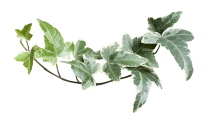 English ivy plants isolated on transparent, background