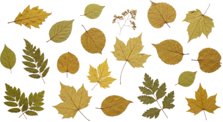 Collection of various dried autumn leaves with different shapes and shades isolated on white background, perfect for seasonal crafts and design projects