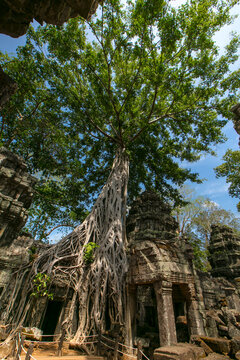 Beautiful Tree Canopy at Ta Prohm Temple in Angkor Cambodia