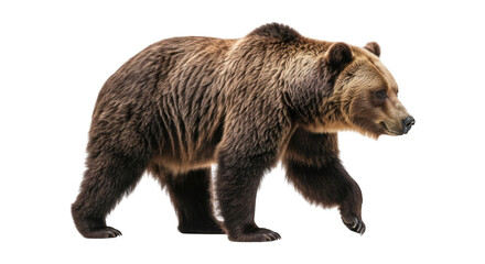 Fototapeta premium Brown bear strides with focused gaze