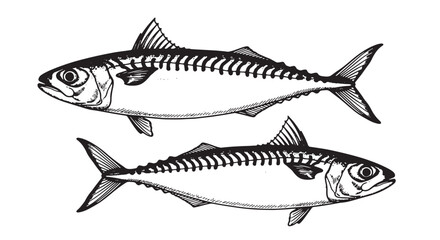Two mackerel fish illustration detailed vector drawing of seafood isolated on white background
