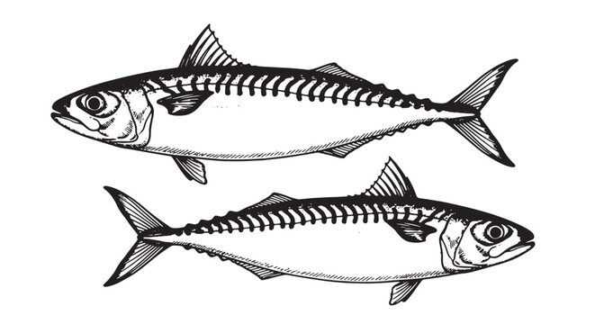 Two mackerel fish illustration detailed vector drawing of seafood isolated on white background