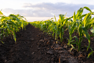  Sunrise over a field of young corn.