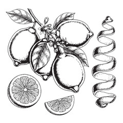 Lemon fruit botanical illustration vintage style drawing of citrus with flowers and peel isolated on