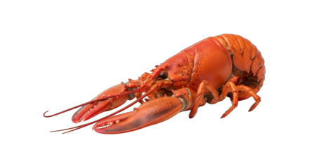 Cooked lobster, bright red hue, claws extended, isolated on a black background