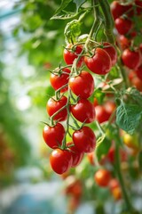 Obraz premium Fresh Harvest: Close-up of vibrant ripe cherry tomatoes on the vine in a greenhouse